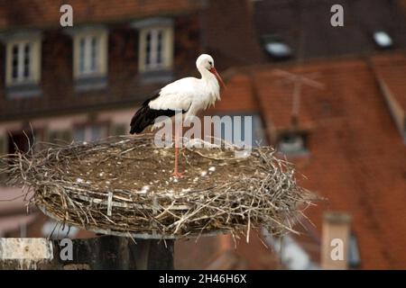 CENTRO STORICO. COLLEGIALE SAINT MARTIN. CONSTRUITE DE 1235 A 1365, LA COLLEGIALE EST UNE UVRE MAJEURE DE L'ARCHITECTURE GOTHIQUE EN ALSACE. A L'AU Foto Stock