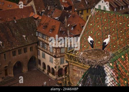 CENTRO STORICO. COLLEGIALE SAINT MARTIN. CONSTRUITE DE 1235 A 1365, LA COLLEGIALE EST UNE UVRE MAJEURE DE L'ARCHITECTURE GOTHIQUE EN ALSACE. A L'AU Foto Stock