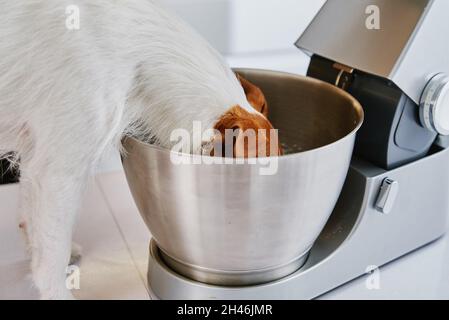 Cane ha messo la testa nella ciotola del miscelatore elettrico e mangiare. Animale domestico affamato. Animale divertente Foto Stock