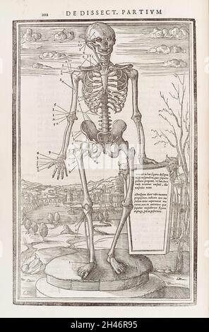 Scheletro umano che evidenzia le ossa del braccio destro, dell'anca e della gamba Foto Stock