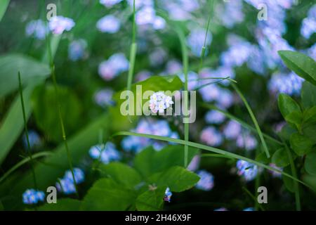 Myosotis fiore in un campo su uno sfondo di verde. Vista dall'alto. Natura della Russia. Obiettivo HELIOS-44-2 Foto Stock