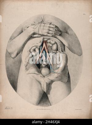 Il sistema circolatorio: Dissezione dell'addome che mostra l'intestino e la vescica, con le arterie e le vene indicate in rosso e blu. Litografia colorata di J. Maclise, 1841/1844. Foto Stock