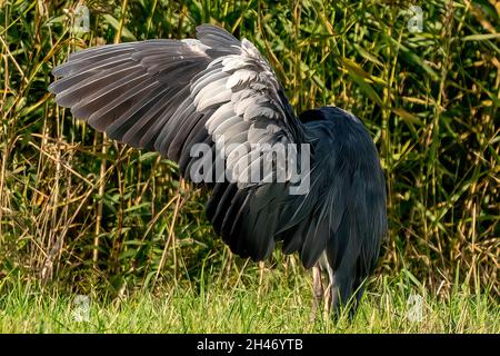 Un airone grigio dettagliato atterra nell'erba. Visto da dietro, sul piumaggio. Temi animali, sfondo, spazio copia. Foto Stock