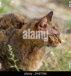 Un gatto europeo con manga notoedrica, noto anche come scabbia felino Foto Stock