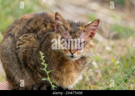 Un gatto europeo con manga notoedrica, noto anche come scabbia felino Foto Stock