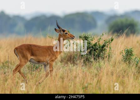 Uganda Kob - Kobus Kob thomasi, bella piccola antilope dalla savana africana, Parco Nazionale della Regina Elisabetta, Uganda. Foto Stock