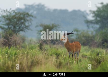 Uganda Kob - Kobus Kob thomasi, bella piccola antilope dalla savana africana, Parco Nazionale della Regina Elisabetta, Uganda. Foto Stock