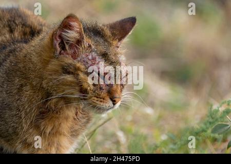 Un gatto europeo con manga notoedrica, noto anche come scabbia felino Foto Stock