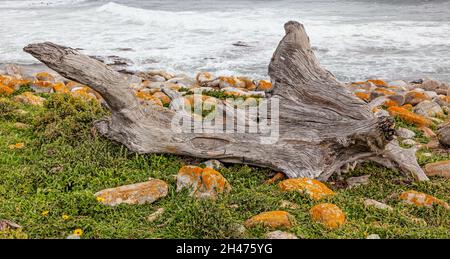 Driftwood nella zona del Capo di buona speranza del Parco Nazionale di Table Mountain nella Penisola del Capo, Sudafrica. Foto Stock