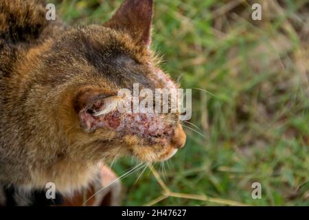 Un gatto europeo con manga notoedrica, noto anche come scabbia felino Foto Stock