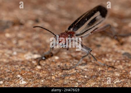 Burning Blister Beetle del genere Epicauta Foto Stock