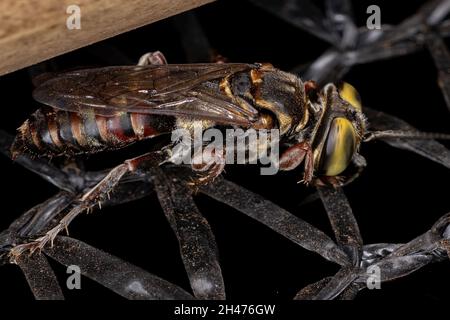 Asp adulta amante della sabbia del genere Tachytes Foto Stock