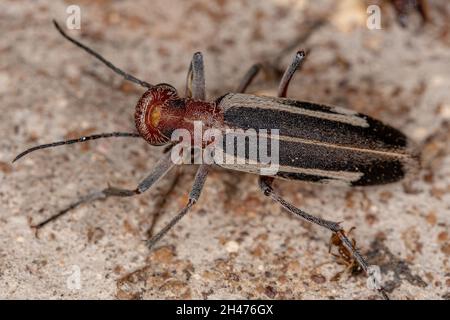 Burning Blister Beetle del genere Epicauta Foto Stock