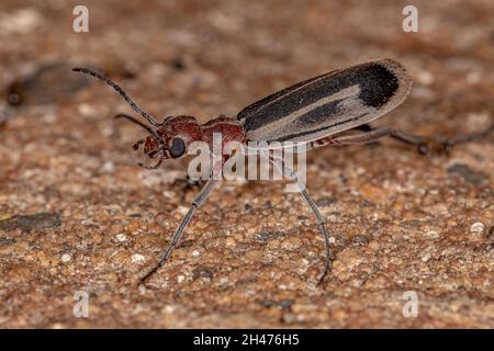 Burning Blister Beetle del genere Epicauta Foto Stock