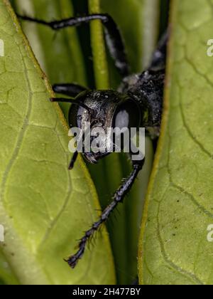 Wasp adulta a vita filata del genere Pionyx Foto Stock