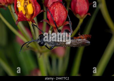 Wasp adulta a vita filata del genere Pionyx Foto Stock