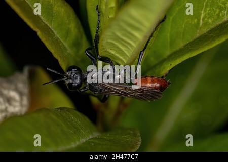 Wasp adulta a vita filata del genere Pionyx Foto Stock