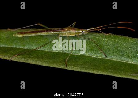 Bug di riso adulto del genere Stenocoris Foto Stock