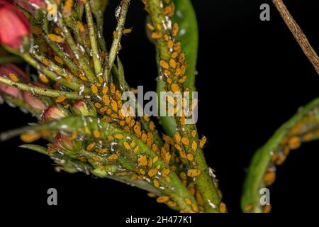 Piccoli afidi insetti della famiglia Afididae Foto Stock