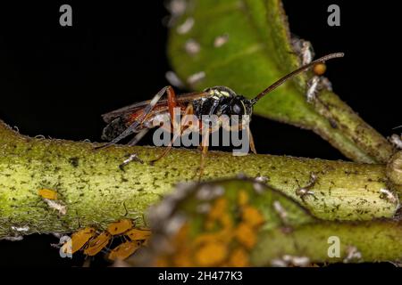 Comune Hover Fly parassitoide vespa della specie Diplazon laetatorius Foto Stock