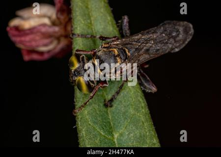 Asp adulta amante della sabbia del genere Tachytes Foto Stock