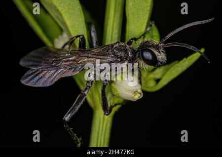 Wasp adulta a vita filata del genere Pionyx Foto Stock