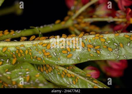 Piccoli afidi insetti della famiglia Afididae Foto Stock