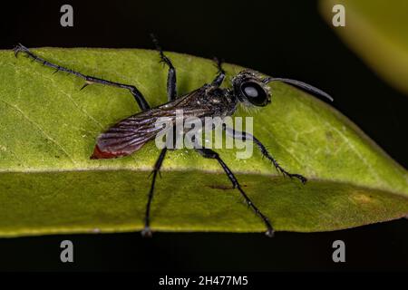 Wasp adulta a vita filata del genere Pionyx Foto Stock