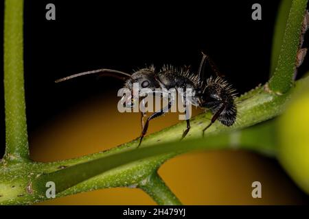 Adulto femmina Carpentiere ANT del genere Camponotus con una goccia d'acqua in bocca Foto Stock