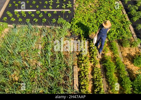 Un giardiniere maschile sta annaffiando le piante con annaffiatura lattine Foto Stock