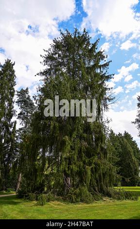 Bäume, Arboretum, Schloßpark, Schloß Schwöbber, Niedersachsen, Germania Foto Stock