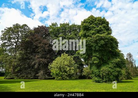 Bäume, Arboretum, Schloßpark, Schloß Schwöbber, Niedersachsen, Germania Foto Stock