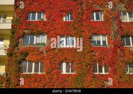 Herstblaub, Weinlaub, Fassadenbegrünung, Freiherr-vom-Stein-Straße, Schöneberg, Tempelhof-Schöneberg, Berlino, Germania Foto Stock