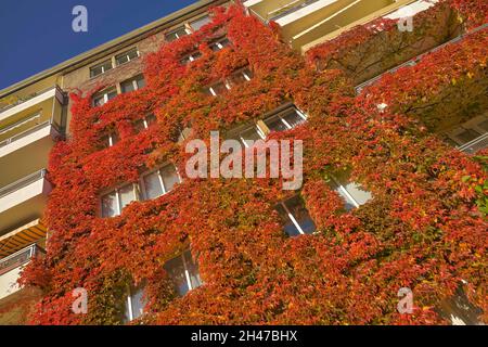 Herstblaub, Weinlaub, Fassadenbegrünung, Freiherr-vom-Stein-Straße, Schöneberg, Tempelhof-Schöneberg, Berlino, Germania Foto Stock