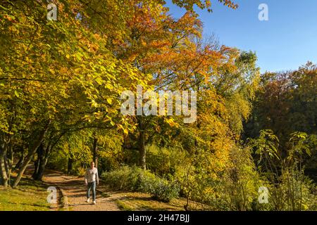 Herbst, Volkspark Wilmersdorf, Charlottenburg-Wilmersdorf, Berlino, Germania Foto Stock