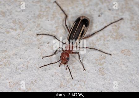 Adulto Burning Blister Beetle del genere Epicauta Foto Stock
