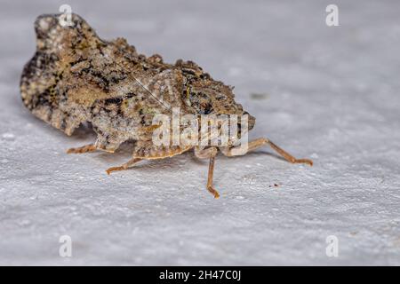 Adulto Planthopper insetto della famiglia Flatidae Foto Stock