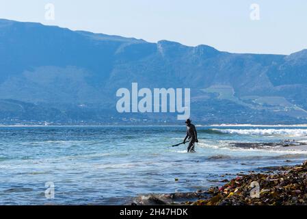 L'uomo che indossa una muta e tiene una lancia entra in mare presso una spiaggia nel Capo Occidentale, Sudafrica Foto Stock