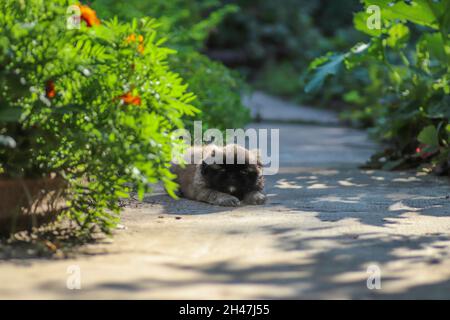 Poco soffice cucciolo di Pekingese che gioca in una giornata di sole nel cortile Foto Stock