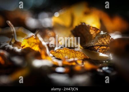 L'autunno dorato lascia in controluce il terreno oscuro della foresta, primo piano come sfondo stagionale, spazio di copia, fuoco selezionato, molto stretto d Foto Stock
