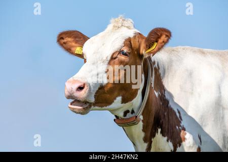 Mucca mooing, bocca aperta, testa di una mucca rossa con blaze bianco, mostrando le gengive mentre masticando o wailing Foto Stock