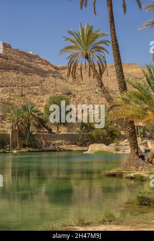 Piscina e palme da dattero nel Wadi Bani Khalid, Sultanato di Oman Foto Stock