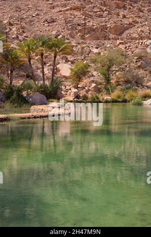 Piscina e palme da dattero nel Wadi Bani Khalid, Sultanato di Oman Foto Stock