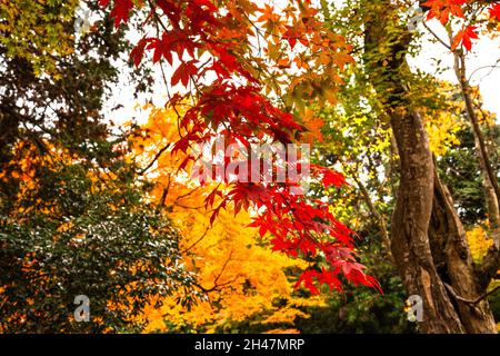 Kōyō (Koyo - Autunno Foliage) Quando l'autunno scende, trasforma le foreste del Giappone in sfumature radiose di rosso, arancione e giallo. Fotografato in Giappone nel mese di novembre Foto Stock