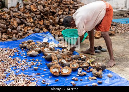 Un dipendente indiano che ordina le bucce di cocco prima di tagliarle in piccole fette presso la fattoria di Philipkutty, un resort di lusso a Kottayam in Foto Stock