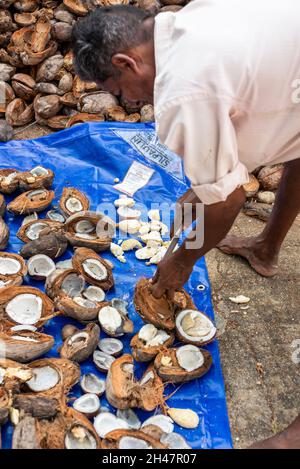 Un dipendente indiano che ordina le bucce di cocco prima di tagliarle in piccole fette presso la fattoria di Philipkutty, un resort di lusso a Kottayam in Foto Stock