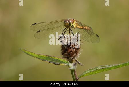 Closeup shot di libellula comune darter sulla pianta Foto Stock