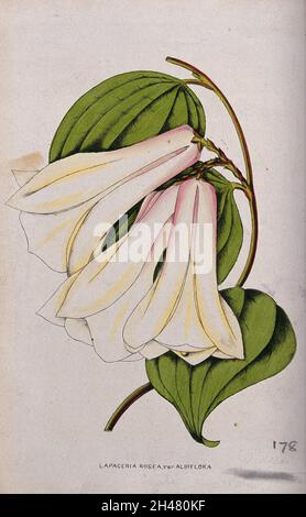 Un fiore cileno (Lapageria rosea): Stelo fiorente. Litografia colorata, c. 1855. Foto Stock