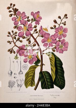 Orgoglio dell'India, fiore della regina o pyinma (Lagerstroemia speciosa (L.) Pers.): Ramo fiorito con sezioni numerate di fiori. Chromolithograph di P. Depaannemaeker, c.1885, dopo B. Hoola van Nooten. Foto Stock