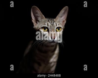 Ritratto di un gatto grigio con strisce, primo piano, su sfondo nero. Foto Stock